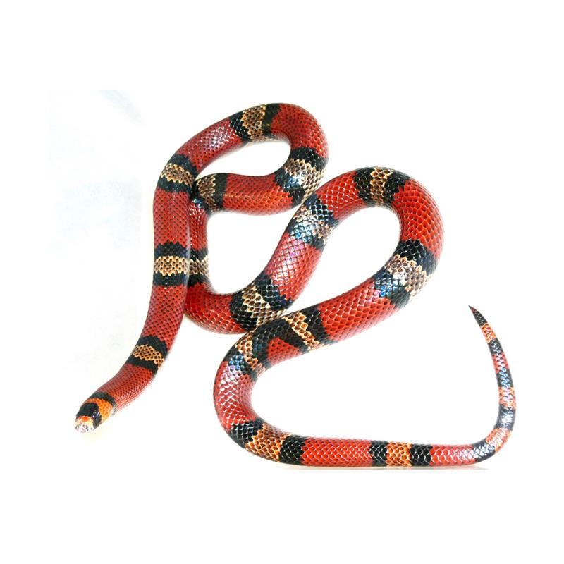 Lampropeltis Triangulum hondurensis Milksnake - imagine 4